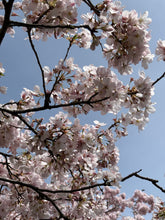 Load image into Gallery viewer, Cherry Blossom YETI Hydration Bottle